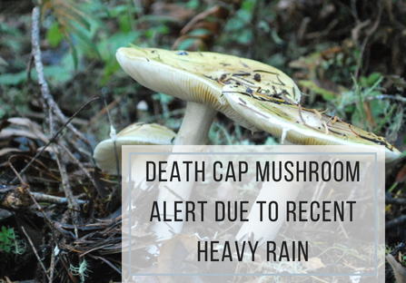 Death Cap mushroom alert due to recent heavy rain