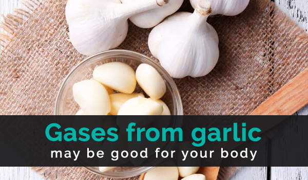 Gases from garlic may be good for your body